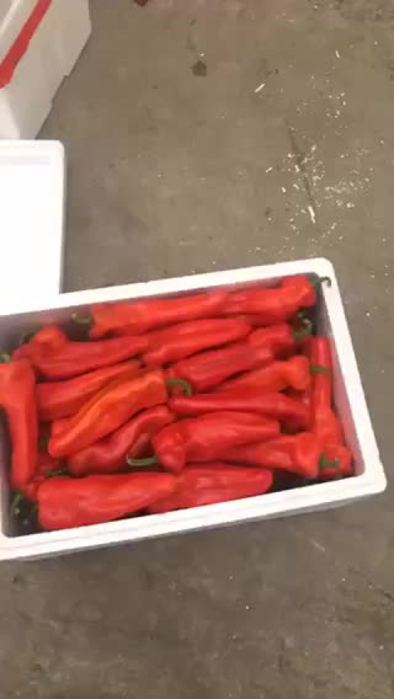 鲜辣椒