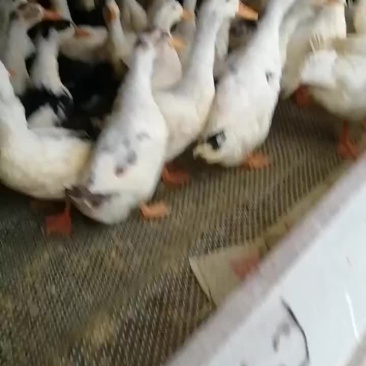 鸭