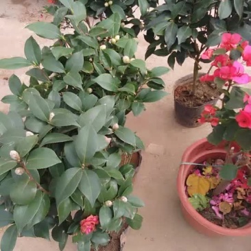 茶花