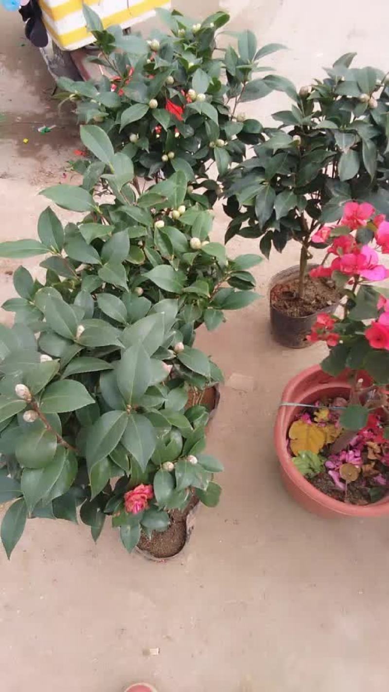 茶花