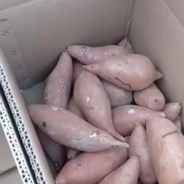 龙薯九