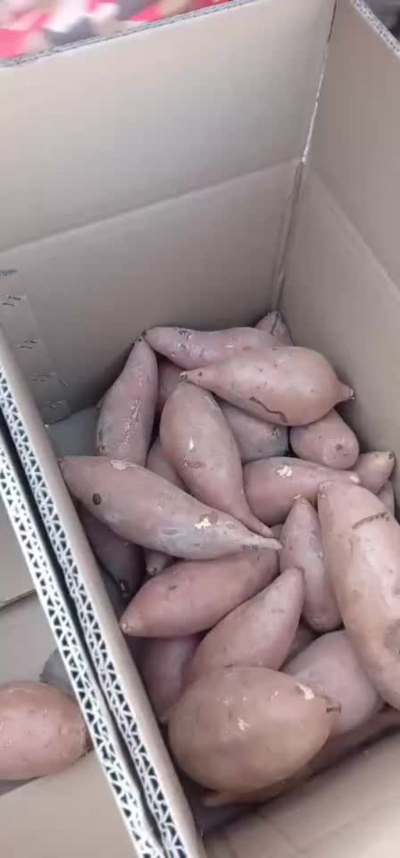 龙薯九