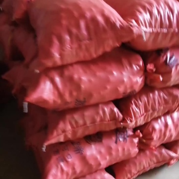 广西桂林山水毛马蹄水果蔬菜煲汤佳品