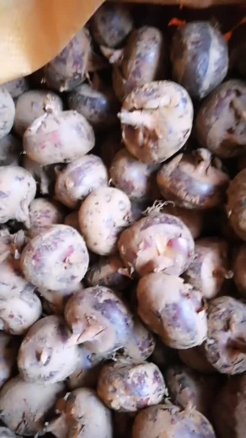 广西桂林山水毛马蹄水果蔬菜煲汤佳品