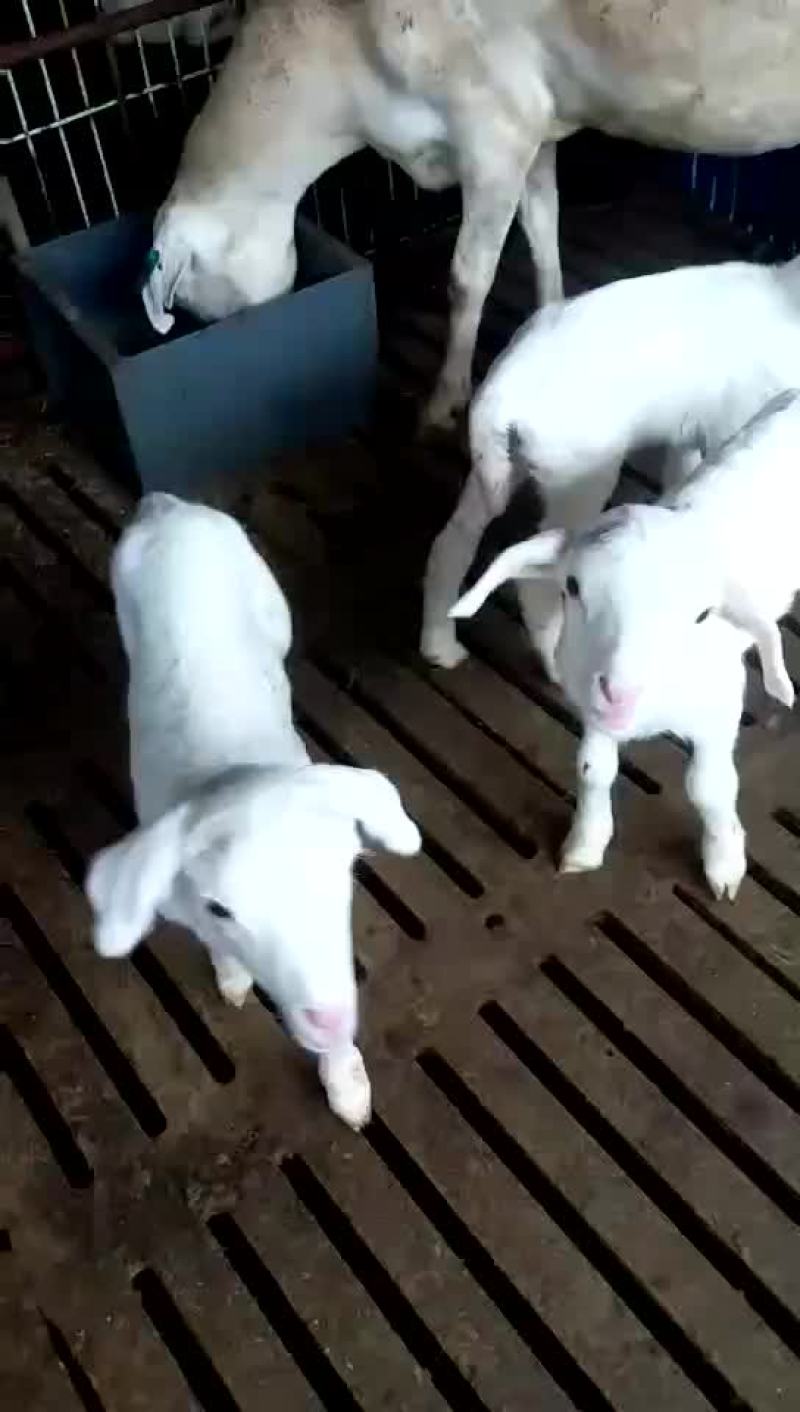 澳洲白绵羊怀孕母羊免费送货货到付款一只也包邮