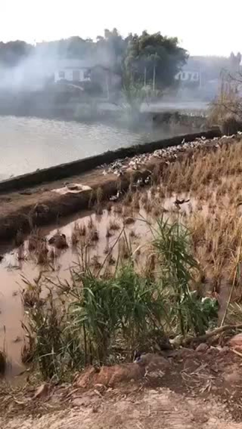 五谷鸡