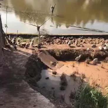 五谷鸡