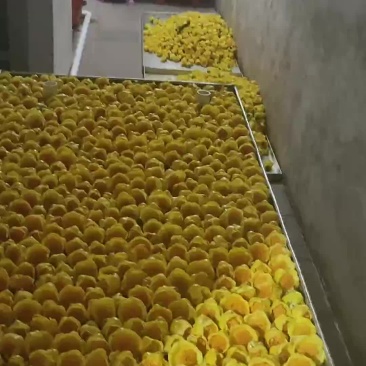 金花茶金花茶烘干花金花茶冻干花年产几千斤野生金花茶