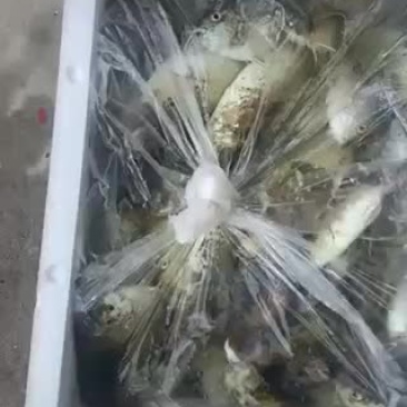 泥猛鱼