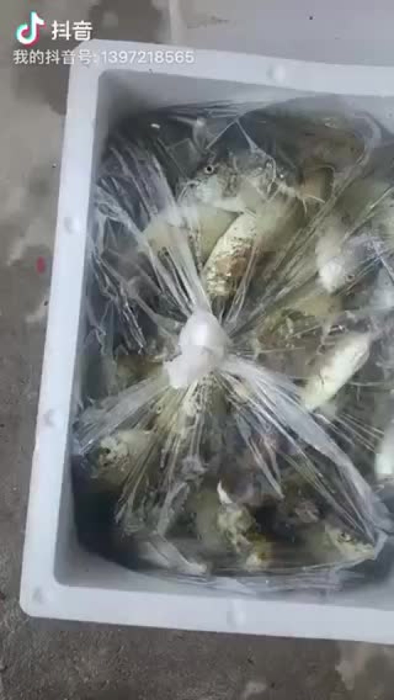 泥猛鱼