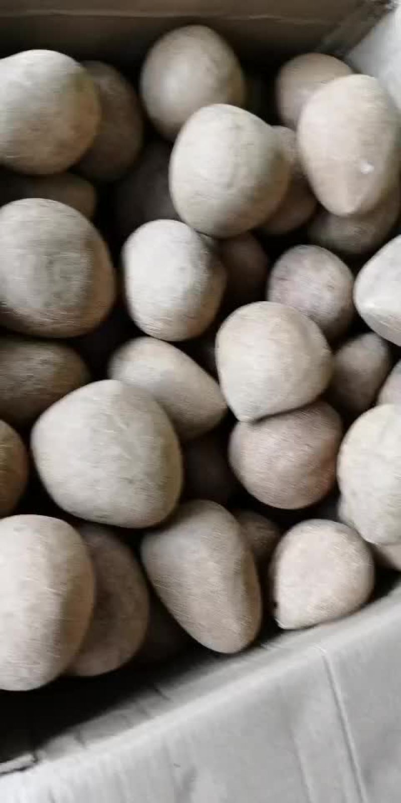 新鲜海底椰子