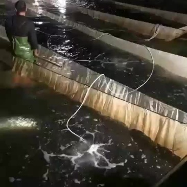 七星鲈鱼苗