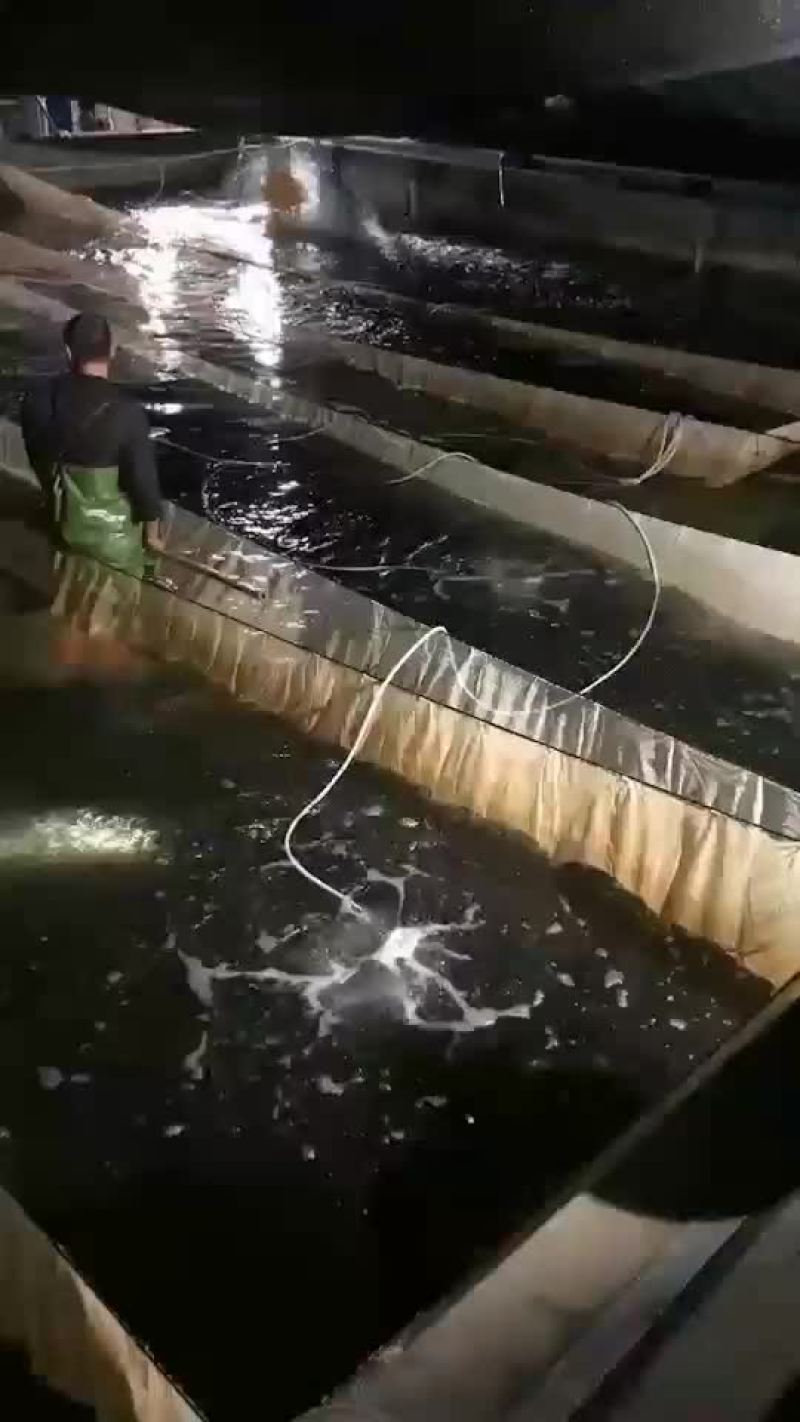 七星鲈鱼苗