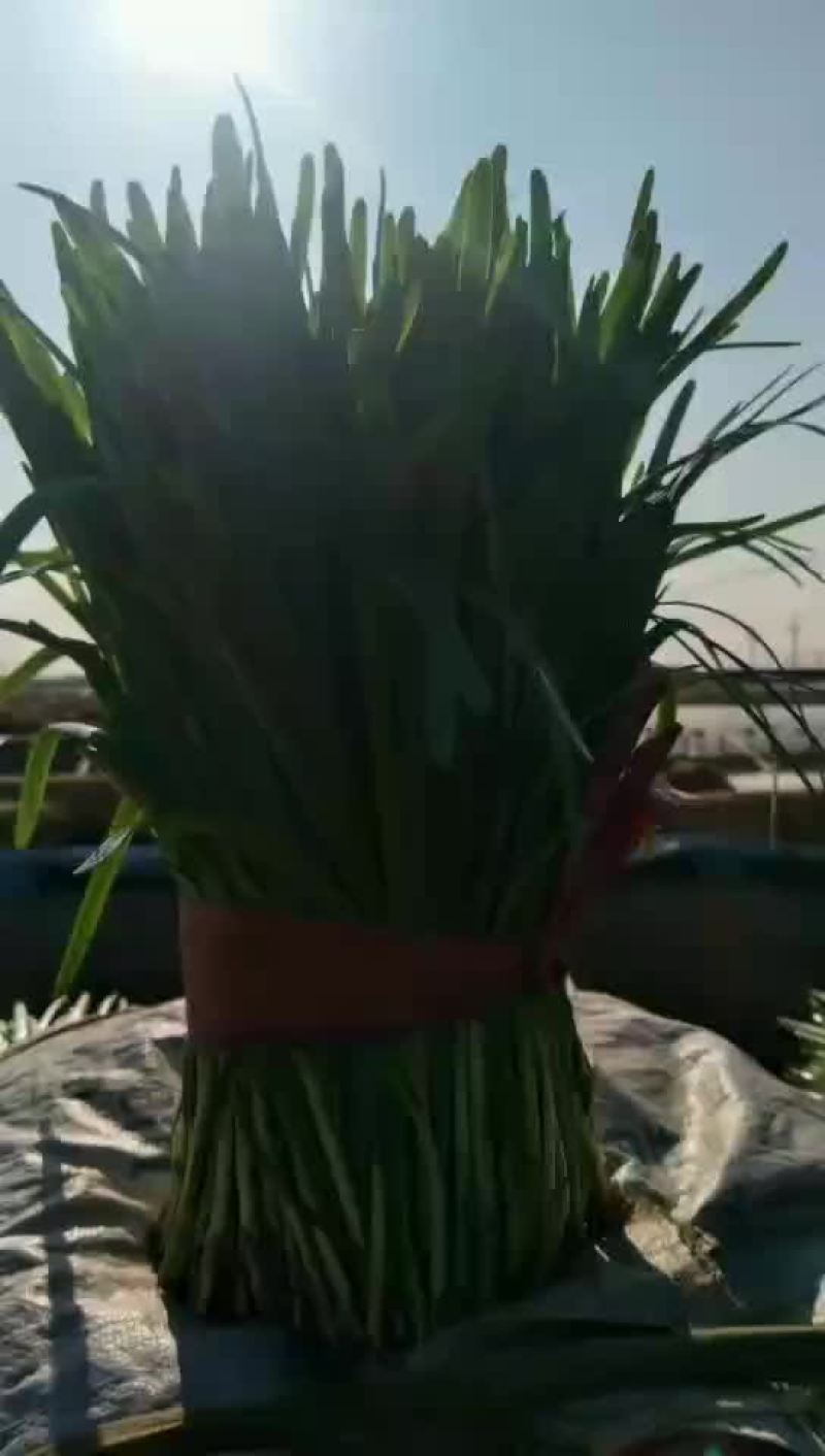 韭菜