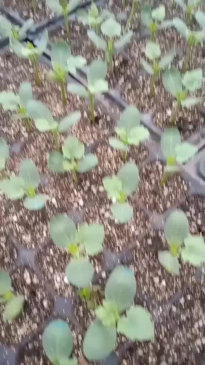 嫁接西瓜苗，年后苗子预订中