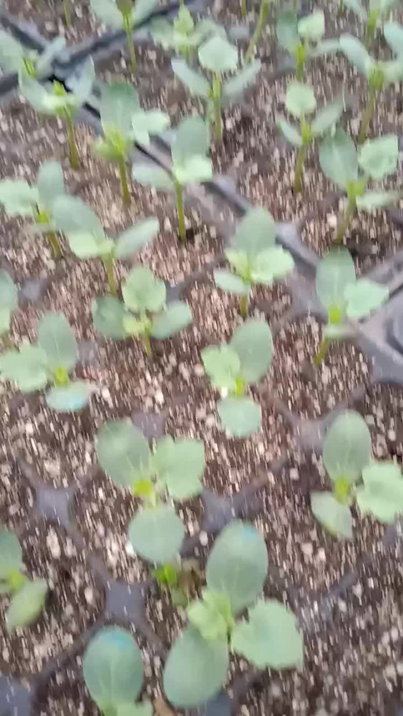 嫁接西瓜苗，年后苗子预订中