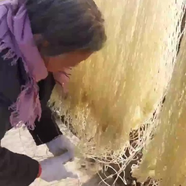纯红薯粉条