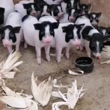 巴马香猪