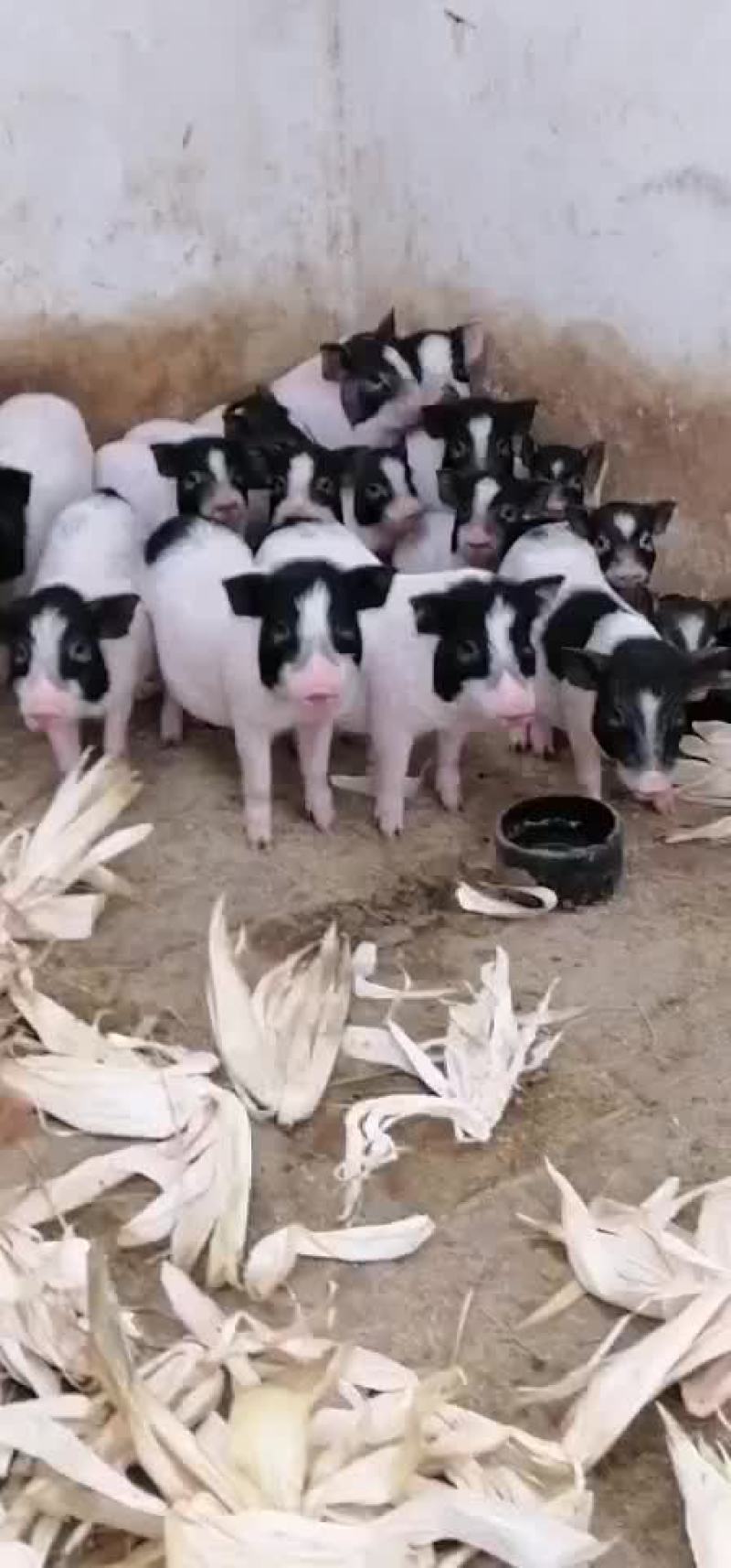 巴马香猪