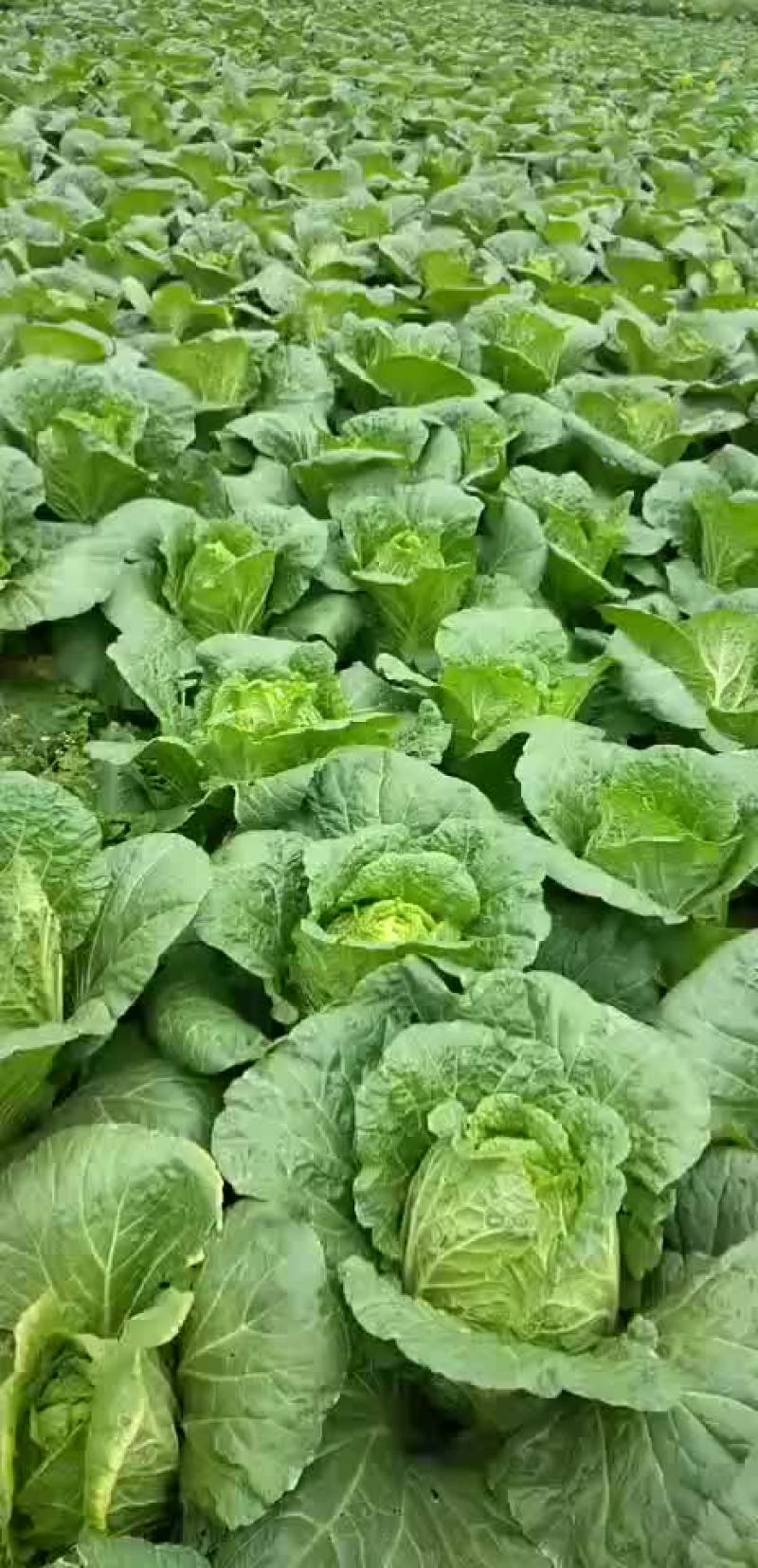 白菜，儿菜