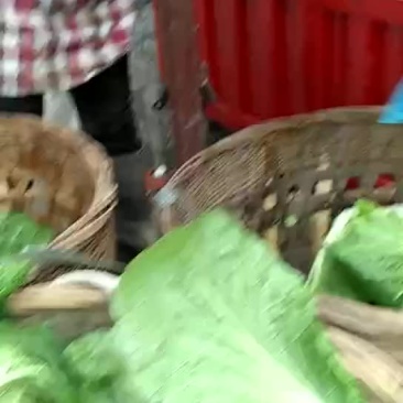 白菜，儿菜