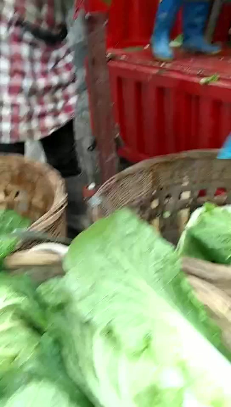 白菜，儿菜
