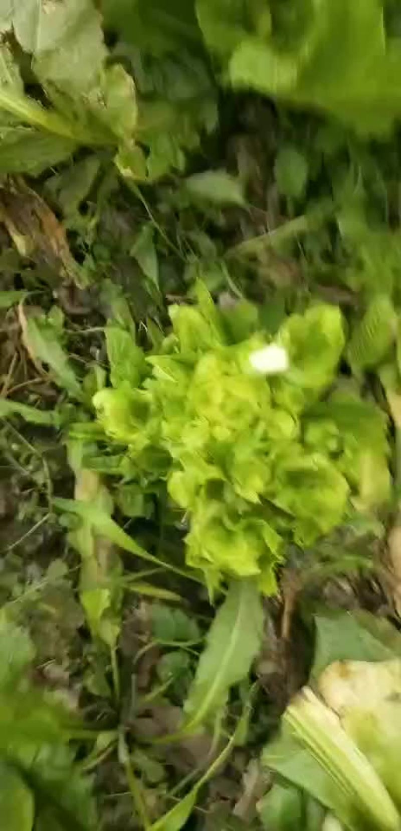 白菜，儿菜