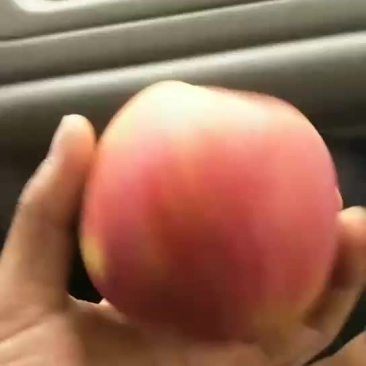 红富士苹果美得很