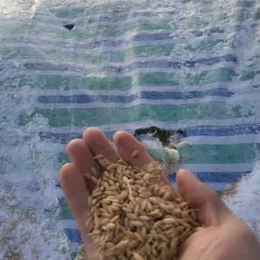 自家水稻