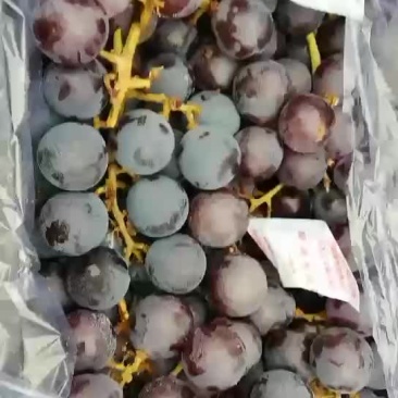 巨峰葡萄，过年专卖批发