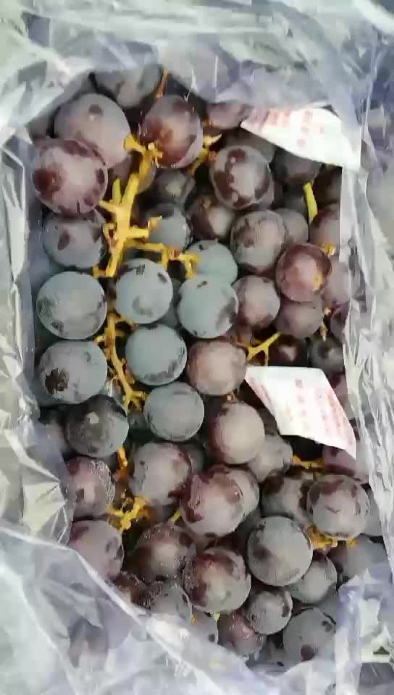 巨峰葡萄，过年专卖批发