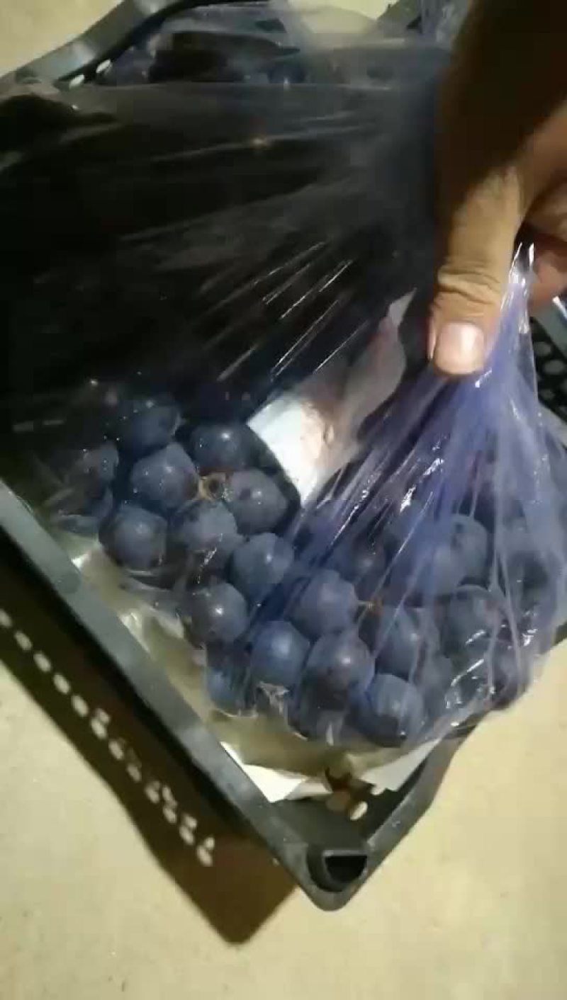 巨峰葡萄，过年专卖批发