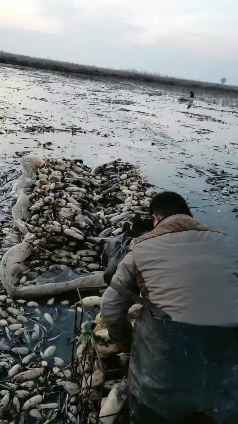 黄河口莲藕种植