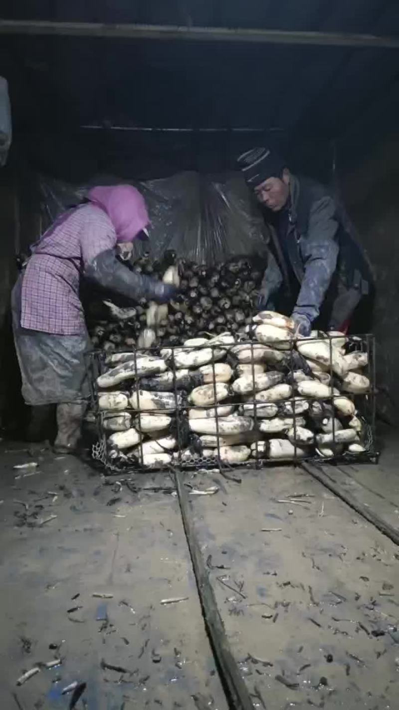 黄河口莲藕种植