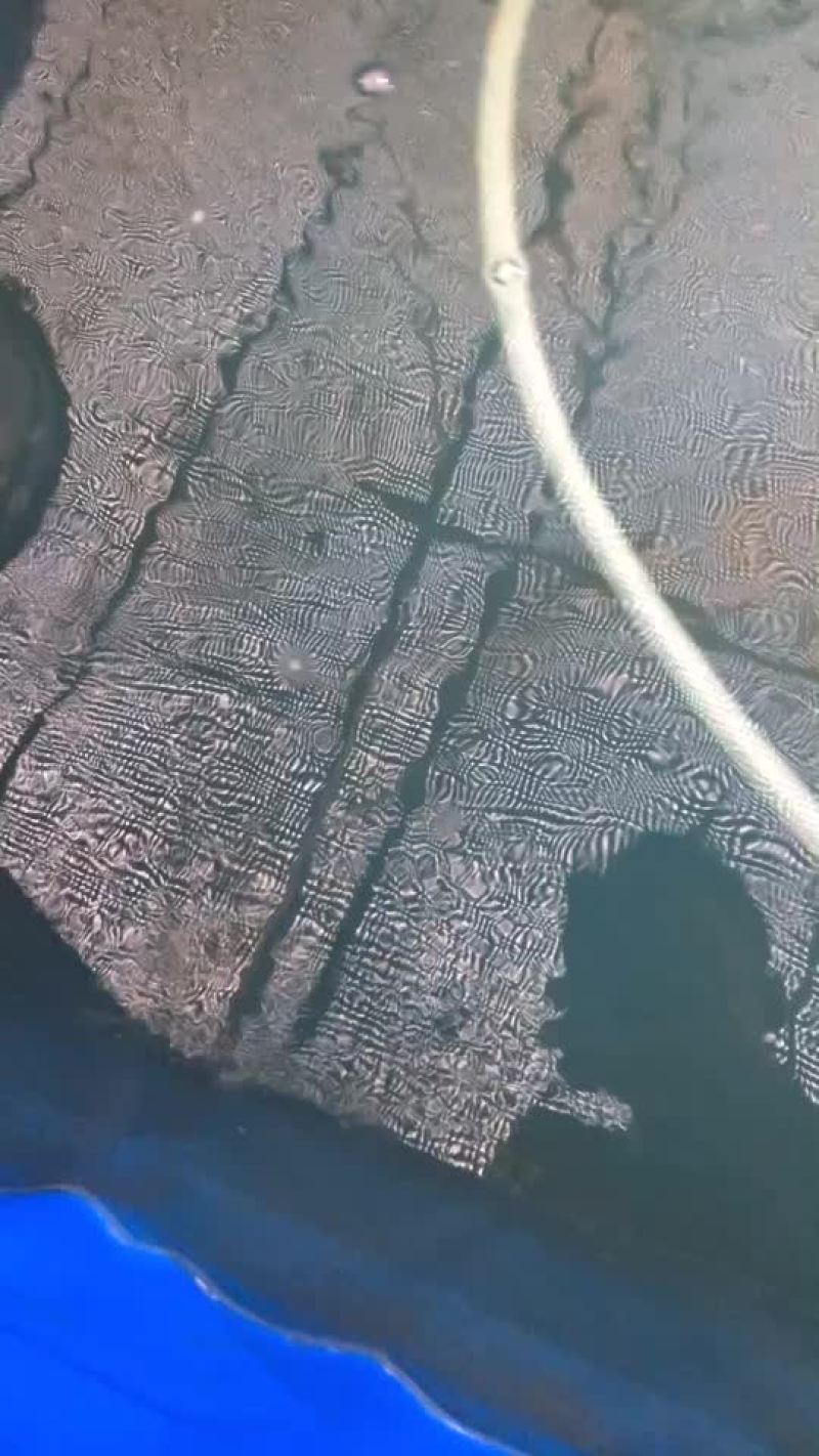 加州苗
