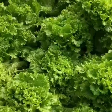 散叶生菜