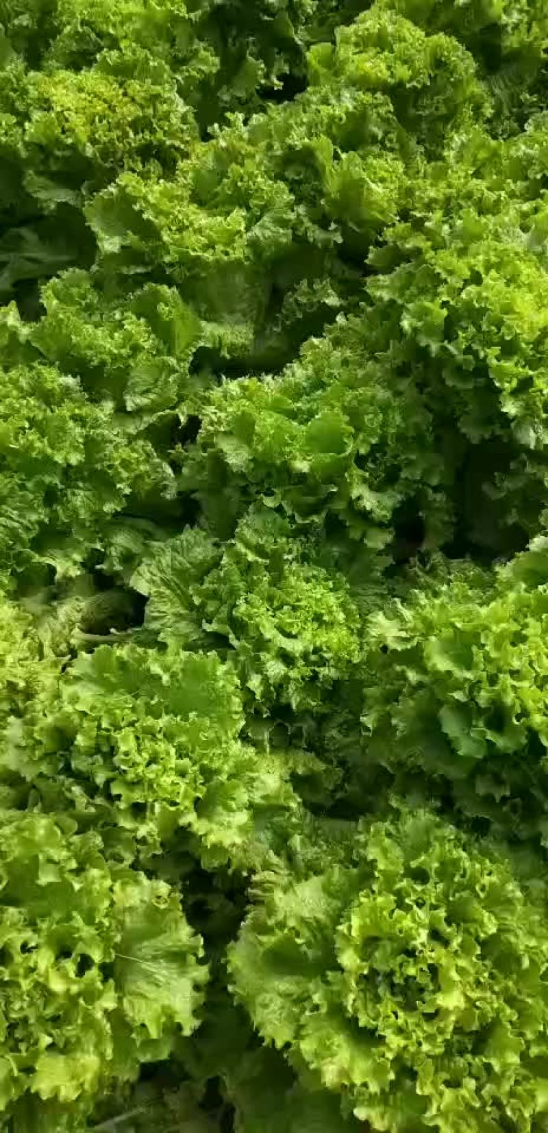 散叶生菜