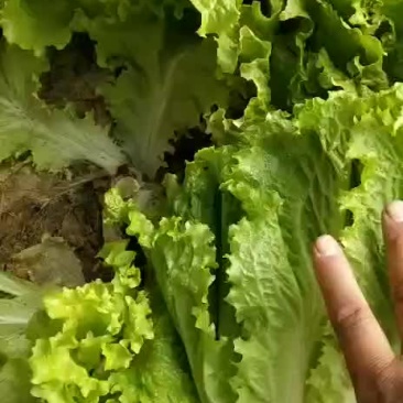 生菜