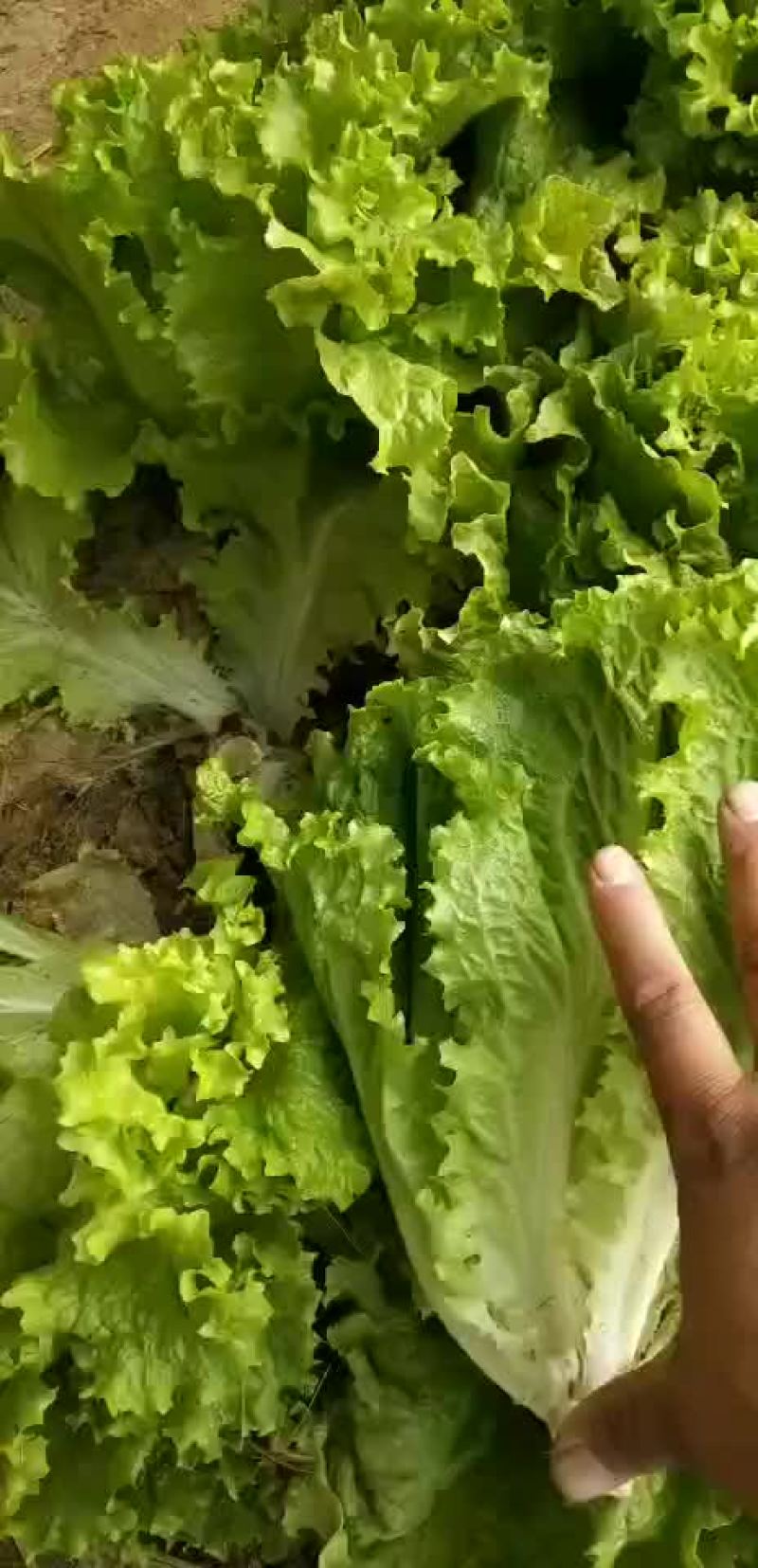 生菜