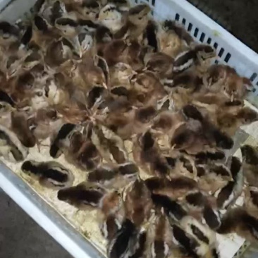 鸡苗