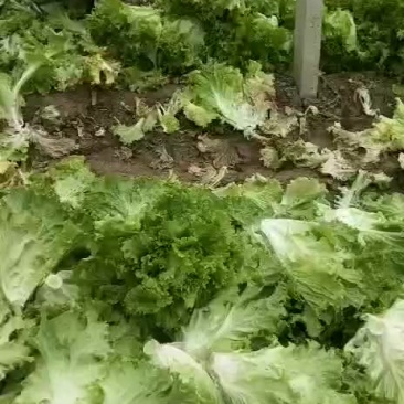 生菜