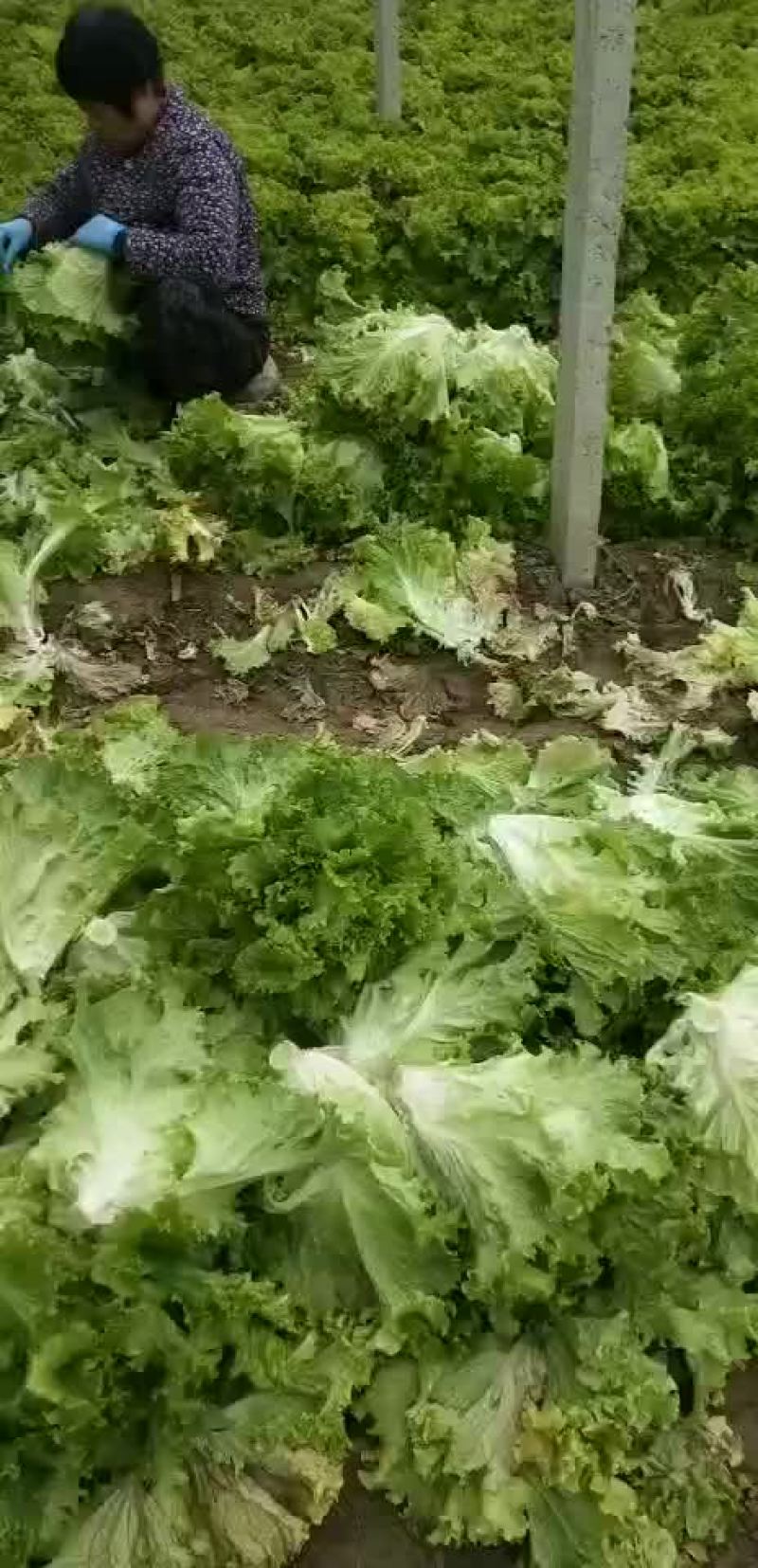 生菜