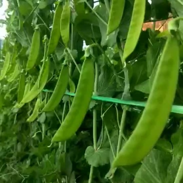 精品荷兰豆
