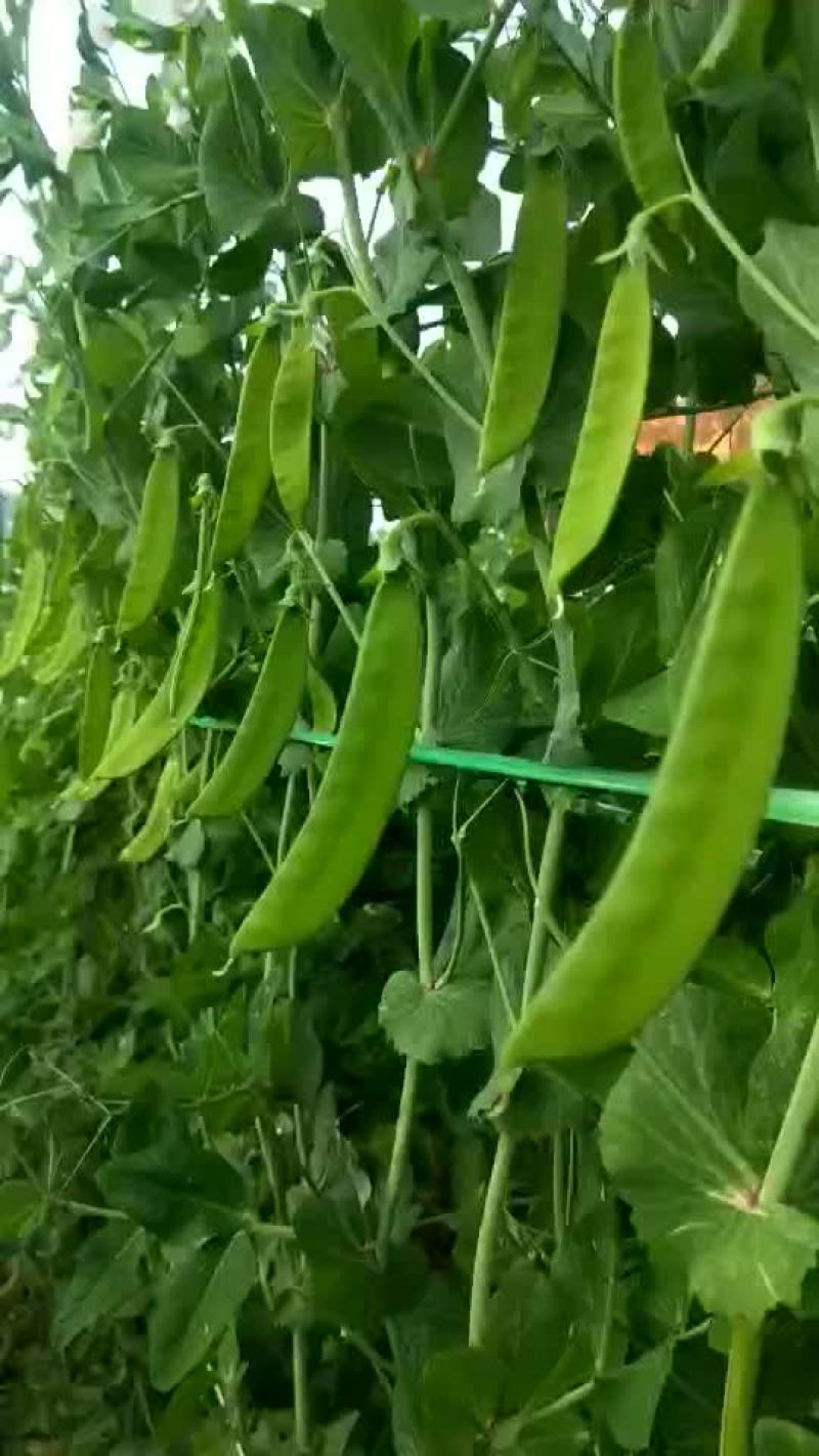 精品荷兰豆