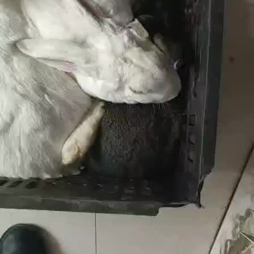 比利时野兔，家兔，獭兔