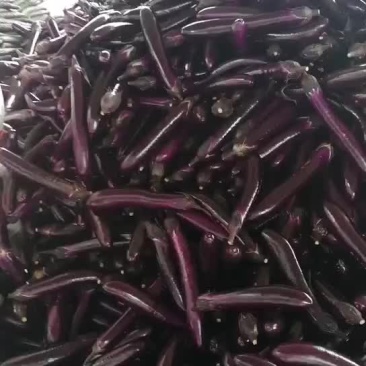 茄子