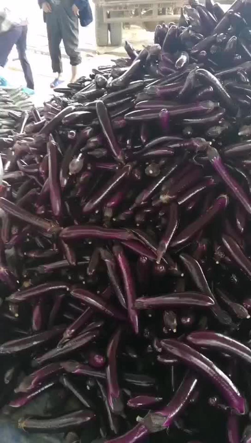 茄子