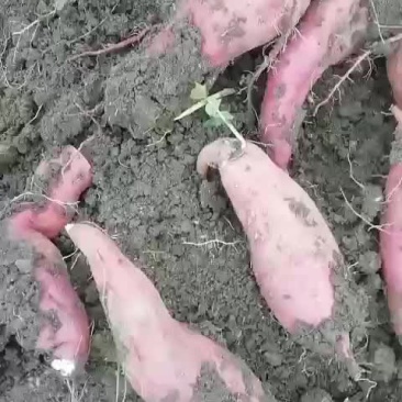 各种一代红薯苗