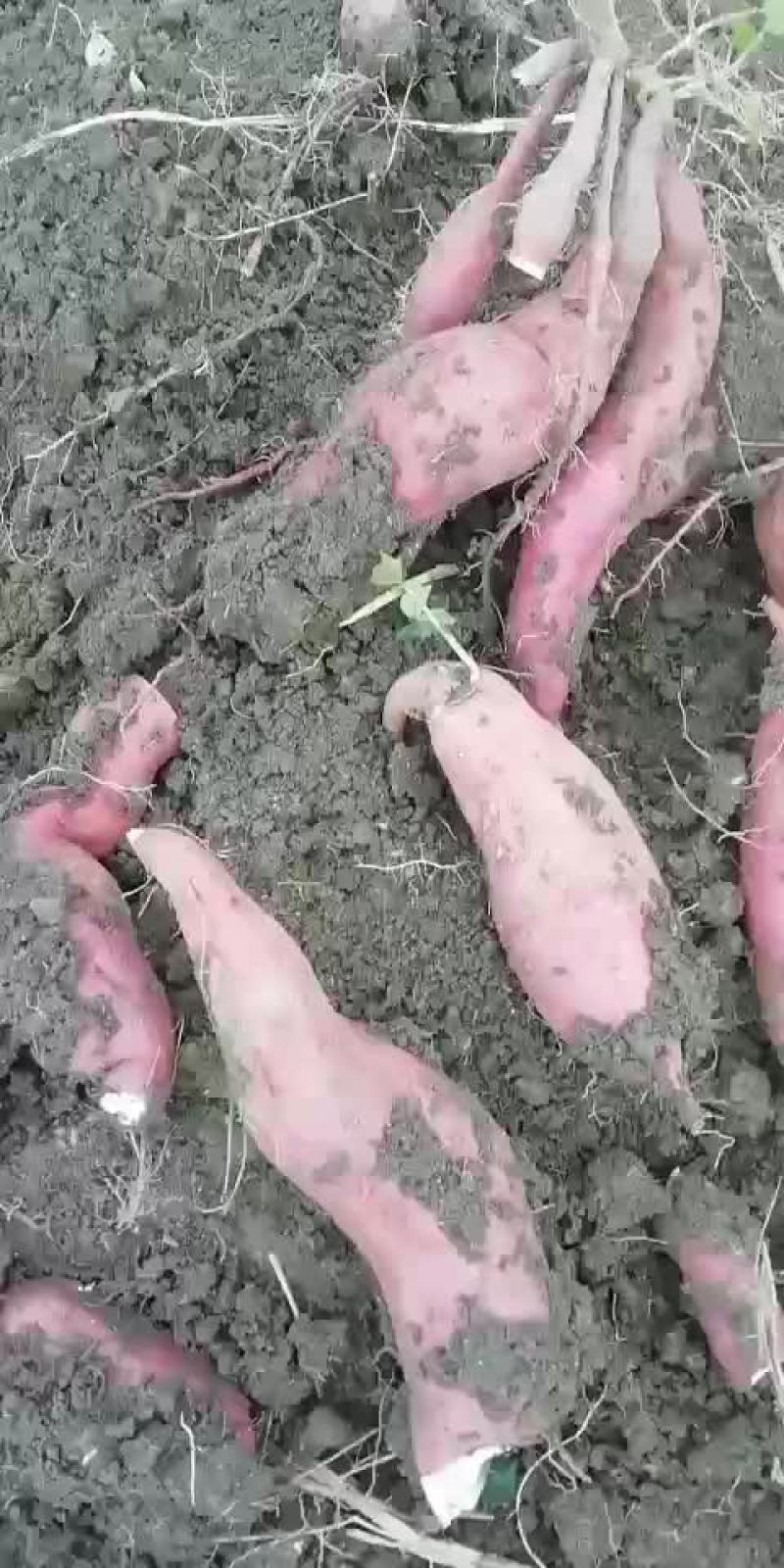各种一代红薯苗