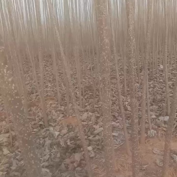 杨树苗